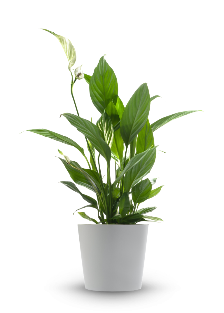 Unsere Leistungen rund um die Haushaltsauflösung – mit Respekt und Sorgfalt Weiße Calla-Blume auf dunklem Hintergrund